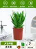 Ciudad sin Noche Planta de Aloe Vera en Maceta Planta Verde Purificadora de Aire de Interior Suculenta para Escritorio de Oficina Flor de Cuatro Estaciones Cactus Plántula de Aloe Vera