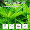 Bálsamo de Ajenjo para Exterior Anti-Picaduras Menta Bálsamo Calmante Verano Refrescante y Revitalizante Bálsamo de Aceite Esencial de Ajenjo Fabricante Venta al por Mayor