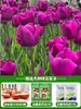 Tulipanes Hidropónicos al por Mayor 5 Grados Bulbos Grandes Resistentes al Frío para Invierno Interior/Exterior Fáciles de Cultivar para Principiantes Flores en Maceta Plantas