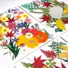 Conjunto de espécimes de flores de plantas secas, flores prensadas naturais para decoração DIY, marcadores de página de flores prensadas, espécimes de plantas para fundição em resina