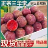 Ameixas Sanhua Frescas Estão na Temporada, Frescas, Doces e Azedas, Ameixas de Frutas Grandes, Adequadas para Grávidas, Caixa Completa com Frete Grátis, Ameixas de Março