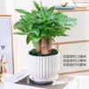 Árvore da Fortuna em Vaso Samambaia Aspargo Planta para Interior Sala de Estar Mesa de Escritório Árvore Verde Muda Absorvedora de Formaldeído Purificação Bonsai
