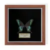 Especimen de Mariposa Real Colgante de Madera Estilo Nórdico Simple Moderno Regalo de Cumpleaños Marco de Fotos de Madera Simple
