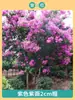Mudas de Resedá Flores de Pátio Mudas Grandes Sala de Plantas Exterior Vermelho Roxo Mudas de Resedá Paisagismo de Vilas Plantas em Vasos Dropshipping