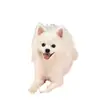 Cojín para Perro Cojín para Perro Tamaño Perro Mediano Invierno Cálido Manta para Mascota Cojín para Mascota Cuatro Estaciones Cojín para Gato Otoño e Invierno