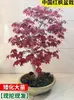 Plántulas de arce rojo, plantas rojas de maceta de cuatro estaciones, Arce japonés rojo Red Dance Queen, fáciles de cuidar en todas las estaciones, adecuadas para patio y uso interior, bonsái de planta resistente al frío