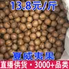 Nueces de Macadamia, Nueces de Macadamia Deshidratadas, Nueces de Macadamia para Comercio Electrónico, Nueces de Macadamia al por Mayor