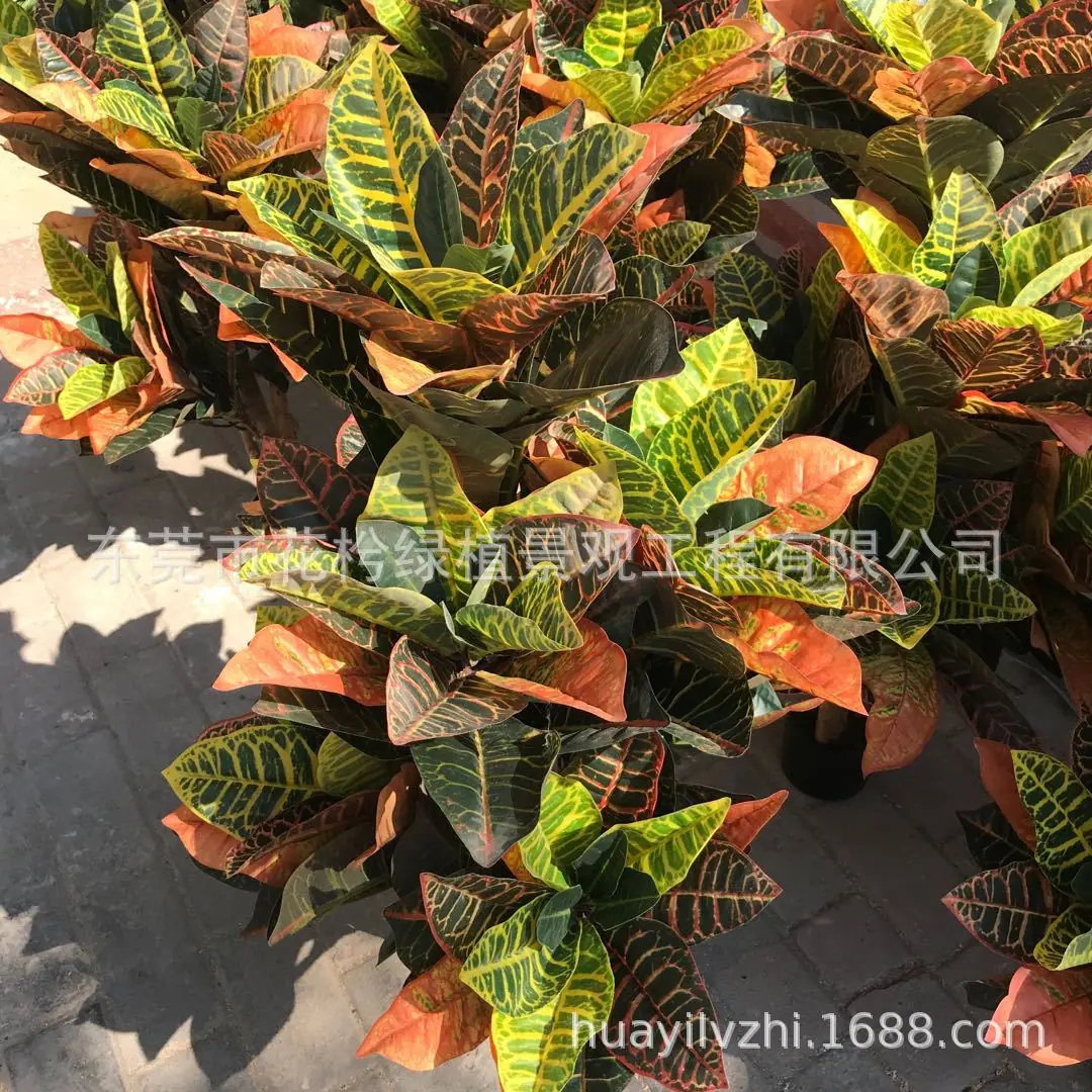图片_202002271604393