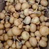 Venta Directa de Fábrica de Juguetes de Calabaza Natural, Adornos para Escritorio de Oficina, Calabazas Pequeñas Giradas a Mano al por Mayor