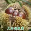 Uma muda de castanha para entrega, extra grande, plantada no norte e sul, Dahongpao, e frutificando no mesmo ano, plantada em Qianxi, castanheiras enxertadas