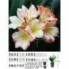 Orquídea Mariposa Monje Clivia Auténtica en Maceta Redonda con Capullos en la Sala de Estar y la Oficina Plántulas de Orquídea Florecen en Todas las Estaciones