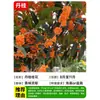 Mudas de Osmanthus, Árvores de Osmanthus, Osmanthus Dourado, Florais de Quatro Estações, Plantas em Vasos para Interior, Fácil de Cultivar no Quintal, Velhos Troncos Preciosos, Resistente ao Frio do Norte