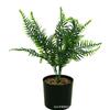 Grama Persa Planta Artificial Verde Vaso Amazon Atacado 5 Casamento Exterior Fotografia Ornamentos Artesanato para Casa