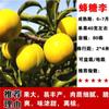 Dropshipping Árboles Jóvenes de Ciruela Azucarada Abeja Extragrande Ciruela Crujiente sin Hueso Plántulas de Fruta Semillas En Maceta Plantación en Suelo en el Sur y el Norte