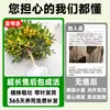 Mudas de Osmanthus de Quatro Estações em Vaso Osmanthus Dourado Árvore de Osmanthus Planta de Interior Enxertado Anão Florais Preciosos Florescendo em Todas as Estações