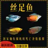 Pez Manlong, Alevines de Agua Dulce, Peces Ornamentales, Fáciles de Criar, Resistentes, Peces Pequeños Que No Necesitan Oxígeno, Pez Lili Pequeño y Colorido, Peces Vivos para Principiantes