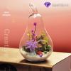 Criativo europeu DIY micro planta transparente vaso de vidro hidropônico flor moda acessórios para casa