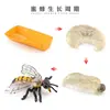 Simulación Transfronteriza Modelo de Araña Real Unicornio Insecto Juguetes para Niños Mariposa Abeja Adornos de Animales