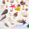 Serie Oceánica Manicura Rodajas de Concha Natural Rodajas de Abulón Estrella de Mar Caracola Playa de Verano Joyería DIY Mayoreo