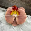 Cabeça de Flor de Orquídea Phalaenopsis Artificial, Textura de Película Impressa em 3D, Buquê Exquisito para Decoração de Casamento e Lembrança