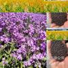 Sementes de Centáurea Perene no Atacado de Várias Regiões, Sementes de Dianthus Multicolores, Flores Medicinais, Flores de Trigo Gigantes, Sementes para Jardinagem