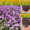 Semente de flor de ipomeia grande trepadeira semente de flor de chifre grande semente de flor de petúnia trepadeira plantinha para semear nas quatro estações em vaso