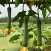 Sementes de Bucha Yintian de Linha Curta, Maturação Precoce, Sementes de Bucha de Polpa Curta, Aromáticas e Macias, As Estufas de Primavera e Outono dos Agricultores de Horta Estão Cheias de Nós