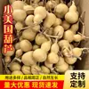Calabazas Naturales Pequeñas Americanas Cuidadosamente Seleccionadas, Artesanías de Calabazas Pequeñas Americanas de Fabricantes, Artilugios de Puesto Callejero con Boquilla, Calabazas Pequeñas