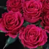Dropshipping Rosa Dourada Grande Muda em Vaso Flor de Corte Rosa Arbusto de Pátio Varanda Flor Grande Fragrante Planta Verde