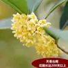 Plántulas de Osmanthus en Maceta Osmanthus Dorado Florales de Aroma Fuerte Interior y Exterior Patio Balcón Plantación en Suelo Plantas Verdes Floración Lunar