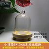 Cubierta de Cristal de Flor Eterna Transfronteriza Creativa Bloque de Construcción para el Hogar Caja Ciega Aromaterapia Flor Preservada Cubierta Antipolvo Adorno de Escritorio