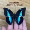 Venta Directa al Por Mayor de Fábrica de Especímenes Reales de Mariposas con Alas Extendidas, Diversos Insectos y Escarabajos, Accesorios para Fotos, Educación Científica, Especímenes Naturales