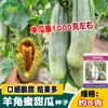 Sementes de Melão Chifre High-Tech Qunyin Frutas Grandes Sementes Crocantes de Melão Chifre Sementes de Hortaliças de Jardim