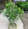 Venta al por mayor de plantas de incienso de nueve millas y de siete millas en maceta para interior de aroma fuerte, plantas florales y verdes para balcón y sala de estar, floreciendo en todas las estaciones