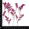 Erva do Amante Flor Seca Gravada Marcador de Livro Infantil Feito à Mão Cartão de Convite DIY Porta-Retrato de Flor Espécime de Planta Retrato Pintura Decorativa