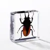 A Fábrica de Artesanato Zhongkun vende espécimes de insetos genuínos como itens decorativos, embutidos em resina de alta transparência, como brinquedos científicos educativos para crianças.