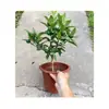 Plántulas de Árbol de Kumquat, Plantas en Maceta, Comestible con Piel Crujiente, Naranjas de Cuatro Estaciones, Flores de Interior y Plantas Verdes para la Sala de Estar, Enviado con Fruta