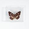 Adorno de mariposa real, alas de mariposa real, regalo de cumpleaños creativo para estudiantes, caja transparente