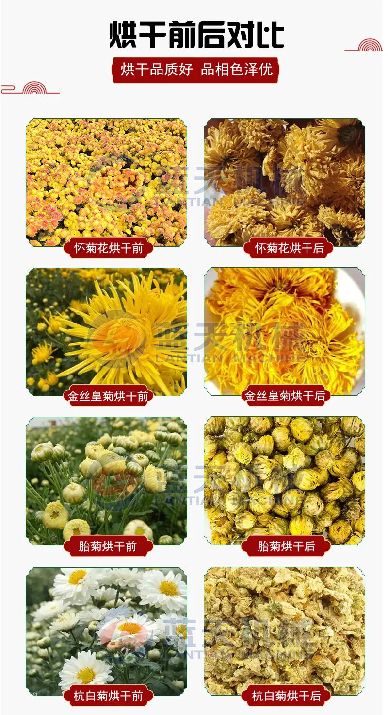 怀菊花(1).jpg