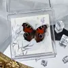 Marco de Fotos con Espécimen de Mariposa Real Caja Transparente Adornos Estéreo Regalo Enseñanza Preescolar Disparos Creativos Hechos a Mano Accesorios