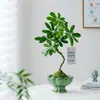 Oito Direções Trazem Riqueza Pé de Pato Madeira Bola de Musgo Planta Interior Sala de Estar Escritório Mesa Quatro Estações Sempre Verde Fácil de Cuidar Planta Verde