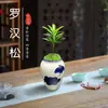 Bonsai Podocarpus Velho em Pilha Paisagismo Escritório Mesa Desktop Celebridade da Internet Planta Verde Planta em Vaso É Fácil de Cultivar em Todas as Estações e Purifica o Ar Planta