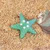 Micro-Paisaje Creativo Gradiente Estrella de Mar Playa Paisajismo Decoración DIY Accesorios Mini Resina Adornos Pequeños