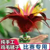 Cosas buenas prácticas para competiciones de estudiantes adultos gallito gallito duradero gallito para patear gallito de pluma de pollo gallito bola gallito de flor grande