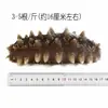 Dalian Congelado Listo Para Comer Pepino de Mar Fuente Fabricante Mayorista Fresco Pepino de Mar Fabricante Suministro Directo Envío Directo de Una Pieza Tónico