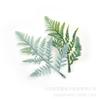 Hojas de Planta Verde Artificiales, Plantas Acuáticas, Hierba Cola de Fénix, Hojas Persas, Ramillete de Boda, Decoración de Ramo, Materiales de Plantas Artificiales