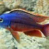 Peces Tropicales de Agua Dulce Vivos para Principiantes, Incluyendo Cíclidos, Peces Vivos con Envío Gratis