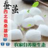 Concha de Capullo de Morera con Pupa para Belleza Natural para Lavado Facial Dedales, Consumo de Té, Extracción de Seda, Concha de Capullo Medicinal para Remojar en Agua y Beber con Concha de Seda