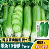Dayu Cuizha Não. 10 Sementes de Rabanete, Sementes de Rabanete de Fruta Crua Crocante e Doce, Legumes Fáceis de Cultivar na Horta