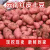 Patatas rojas de piel, amarillas por dentro, frescas de Yunnan, recién cosechadas 10/ 1.5kg semillas de patata pequeñas, patatas cultivadas en granja, venta al por mayor